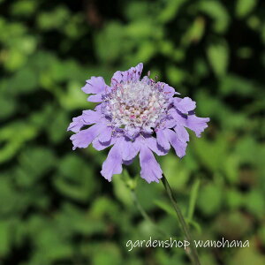 ڈΏ (G]}cV\E)2026NJԌ݁B