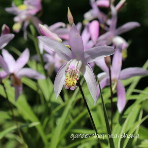 ֔V  (VtNvV oi)2025NJԏIB2026NJԌ݁B