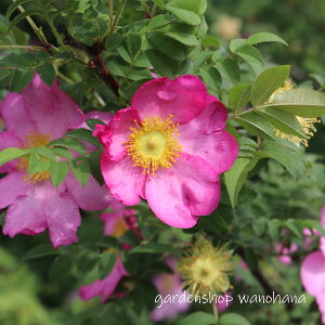 Ro (nRlTVEo)2026NJԌ݁B