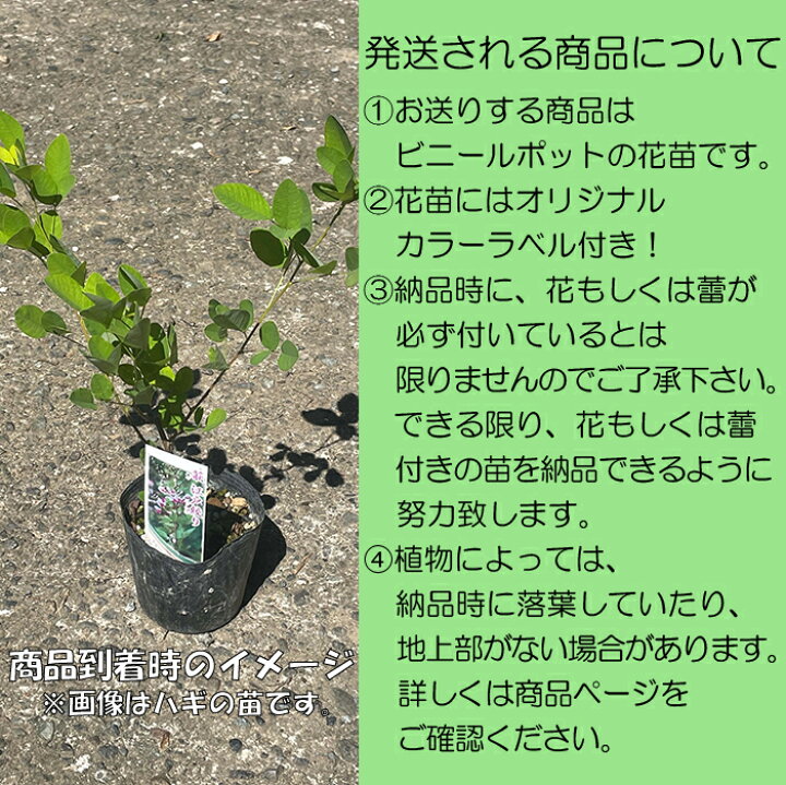 楽天市場】羅生門葛 (ラショウモンカズラ) : ガーデンショップ和の花