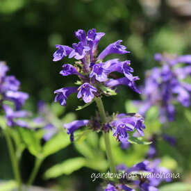 柊草 (ヒイラギソウ)※2025年開花終了。2026年開花見込み。