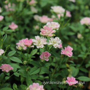 ɕPo  (SNqo qiIg)2025NJԏIB2026NJԌ݁B