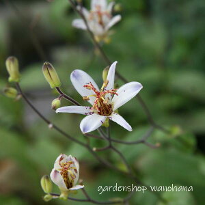 zggMX I (zggMX nN)2025NJԏIB2026NJԌ݁Btɏ݃ABn㕔JbgĂ̔ꍇ܂B