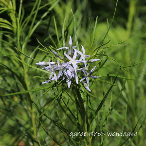 t (Cgn`EW\E)2025NJԏIB2026NJԌ݁B