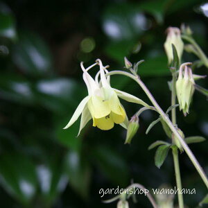 黄花ヤマオダマキ (キバナヤマオダマキ)※2026年開花見込み。