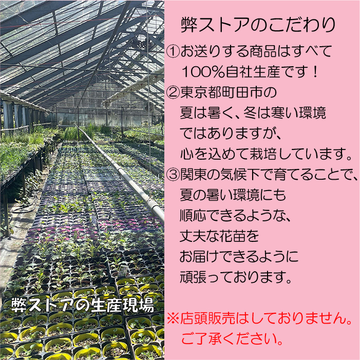 楽天市場】野紺菊 魁 (ノコンギク サキガケ) : ガーデンショップ和の花