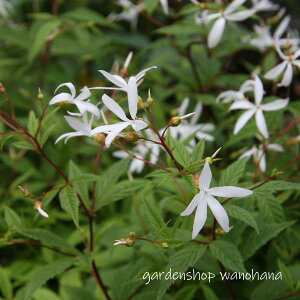 Oct (~coVcP)2025NJԏIB2026NJԌ݁Bn㕔JbgĂ̔ꍇ܂B