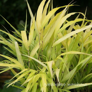 m (IEStE`\E)2025N10`tɏ݃AB~ɂ͒n㕔͂āAtɂYȐV肪o܂BB