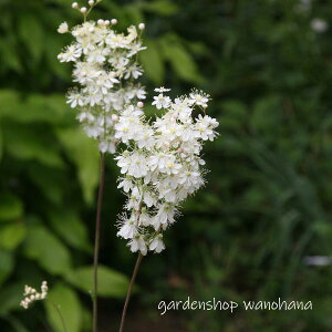 六弁下野 (ロクベンシモツケ)※2025年開花終了。2026年開花見込み。箱の高さに刈り込んで発送します。