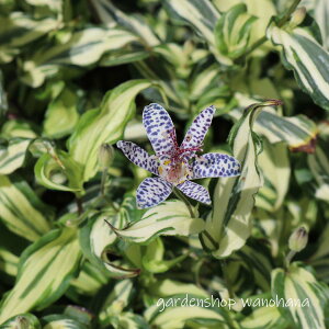 OzggMX (TREt zggMX)2025NJԏIB2026NJԌ݁Btɏ݂B