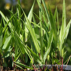 m (VCgtE`\E)2025N10`tɏ݃AB~ɂ͒n㕔͂āAtɂYȐV肪o܂BB