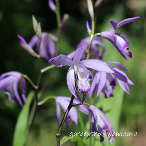 ֔V  (VtN V AIoi)2025NJԏIB2026NJԌ݁B