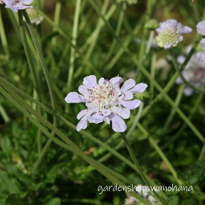 鏼 (\i}cV\E)2026NJԌ݁B