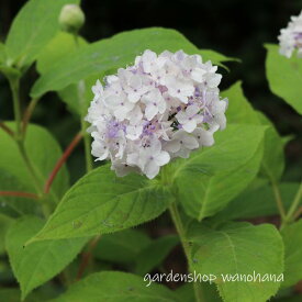 手毬咲き玉紫陽花 (テマリタマアジサイ)※2024年開花見込み。刈り込んでの発送となります。