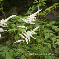 鳥足升麻 (トリアシショウマ)※2026年開花終了。2027年開花見込み。葉に傷みあり。