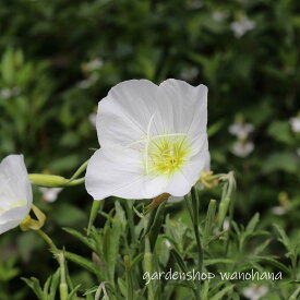 月見草 白花 (ツキミソウ シロバナ)