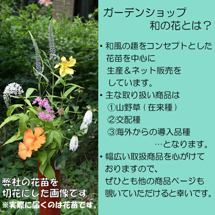 楽天市場】木槿 紫玉 (ムクゲ シギョク)※2024年開花終了。2025年開花 