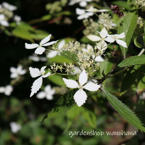 vReM (NV}ReM)2025N11`Atɏ݃AB2026NJԌ݁B