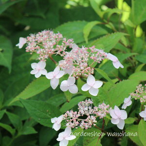 }AWTC mg_y (}AWTC qEKmxjJO)2025N11`Atɏ݃AB2026NJԌ݁B