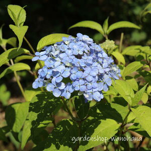 }AWTC Í]̃Rf} (}AWTC cGmRf})2025N11`Atɏ݃AB2026NJԌ݁B