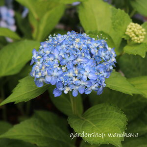 }AWTC O͐璹 (}AWTC ~J`h)2025N11`Atɏ݃AB2026NJԌ݁B