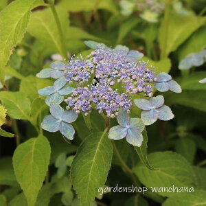 }AWTC Í]̗ΐ (}AWTC cGm~hY~)2025N11`Atɏ݃AB2026NJԌ݁B