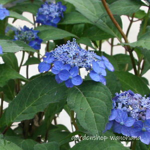 }AWTC P (}AWTC ACq)2025N11`Atɏ݃AB2026NJԌ݁B