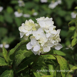 }AWTC  (}AWTC nNZ)2025N11`Atɏ݃AB2026NJԌ݁B