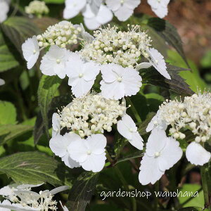 }AWTC ɗ\ (}AWTC CV)2025N11`Atɏ݃AB2026NJԌ݁B