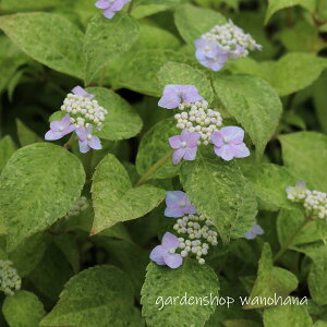 }AWTC dR (}AWTC NWET)2025N11`Atɏ݃AB2026NJԌ݁B