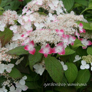 }AWTC g (}AWTC NiC)2025N11`Atɏ݃AB2026NJԌ݁B