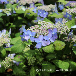 }AWTC P (}AWTC Nq)2025N11`Atɏ݃AB2026NJԌ݁B