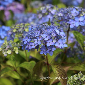 }AWTC V (}AWTC }eZC)2025N11`Atɏ݃AB2026NJԌ݁B