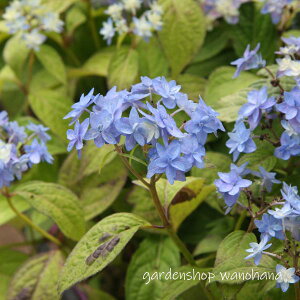 }AWTC d (}AWTC ~J^G)2025N11`Atɏ݃AB2026NJԌ݁B