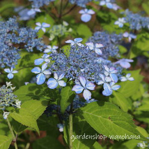 }AWTC  (}AWTC CRE)2025N11`Atɏ݃AB2026NJԌ݁B