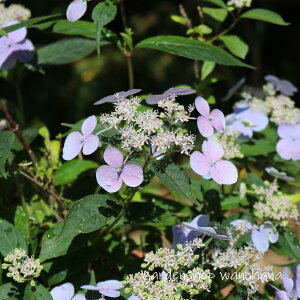 }AWTC ˃m (}AWTC ZgmcL)2025N11`Atɏ݃AB2026NJԌ݁B