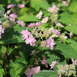 }AWTC i (}AWTC V`_J)2025N11`Atɏ݃AB2026NJԌ݁B