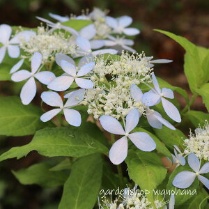 }AWTC y (}AWTC gTXYJ[)2025N11`Atɏ݃AB2026NJԌ݁B