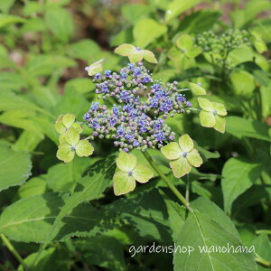 }AWTC Í] (}AWTC cG~h)2025N11`Atɏ݃AB2026NJԌ݁B