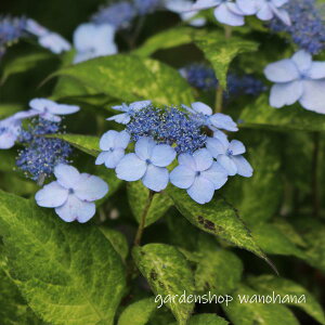 }AWTC Rzc (}AWTC tUZc)2025N11`Atɏ݃AB2026NJԌ݁B