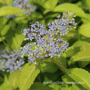 �ٍ炫�R�A�W�T�C (�x���U�L�R�A�W�T�C)