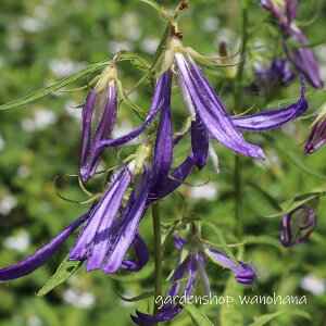 �z�^���u�N�� �u���[�I�N�g�p�X (�z�^���u�N�� �u���[�I�N�g�p�X)��2026�N�J�Ԍ����݁B