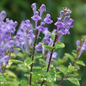 �����藧�Q�� (�t�C���^�c�i�~�\�E)��2025�N�J�ԏI���B2026�N�J�Ԍ����݁B