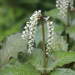 �K�r�V�Y�J