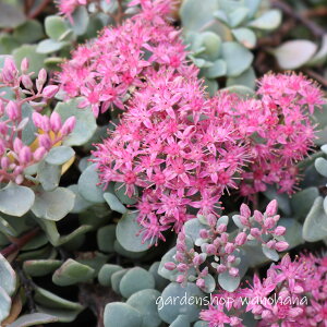 �����~�Z�o�� (�q�_�J�~�Z�o��)