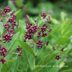 �ɗ\�� (�C���J�Y��)��2026�N�J�Ԍ����݁B