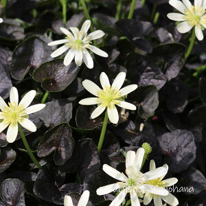 JXtqELJ  (JXoqELJ Voi)2025NJԏIB2026NJԌ݁B