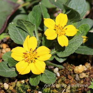 ������ (�R�K�l�O���})