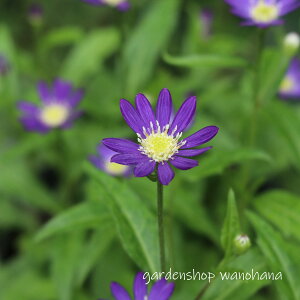 �s�Y�� �]�ˎ� (�~���R���X�� �G�h�����T�L)