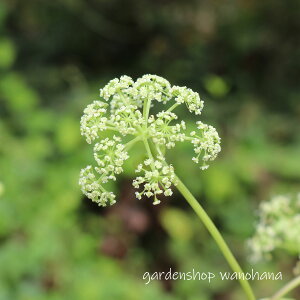 ��| ���� (�m�_�P �V���o�i)